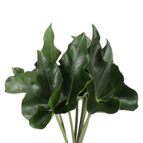 ANTHURIUM ARROW LEAVES