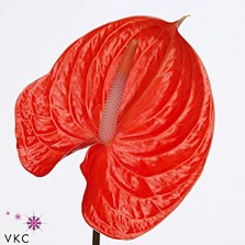 ANTHURIUM AVO SUMMER x 12