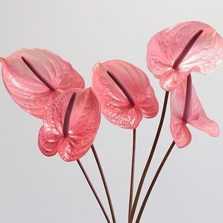 ANTHURIUM CANDY x 16