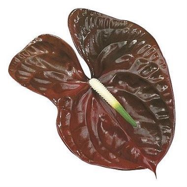 ANTHURIUM CHOCO x 10 | Wholesale Dutch Flowers & Florist Supplies UK