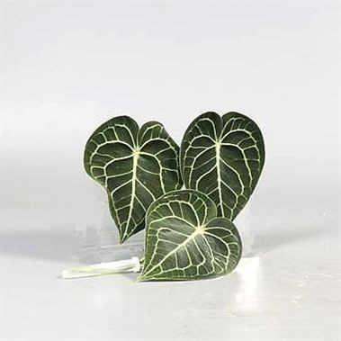 ANTHURIUM CLARINERVI LEAVES