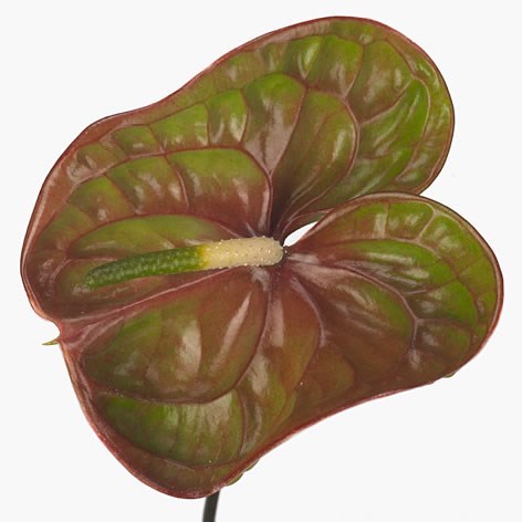 ANTHURIUM ELIXER x 16