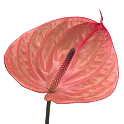 ANTHURIUM ELIZABETH IMP