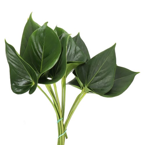 ANTHURIUM EXCITING LOVE LEAVES