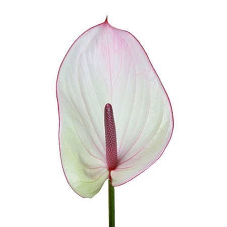 ANTHURIUM FACETTO x 10