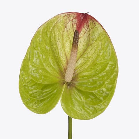 ANTHURIUM FORTEZZA x 12