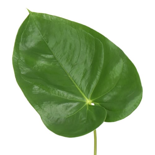 ANTHURIUM GABRIELLA LEAVES