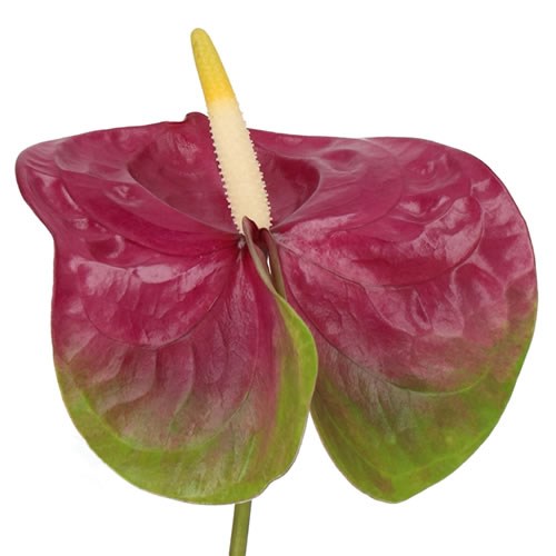 ANTHURIUM JUMBO x 12