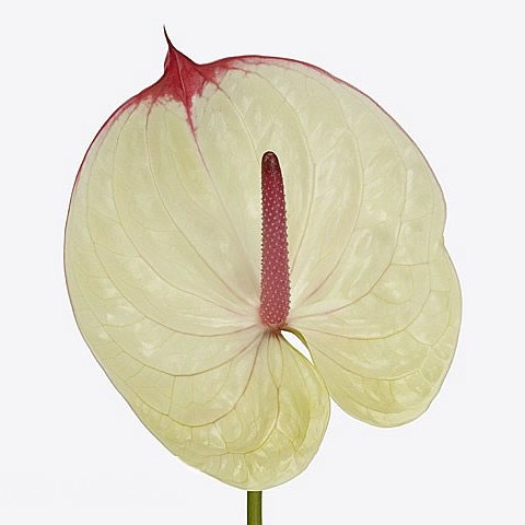ANTHURIUM KASEKO x 16