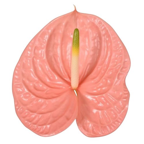 ANTHURIUM KUDURO x 16