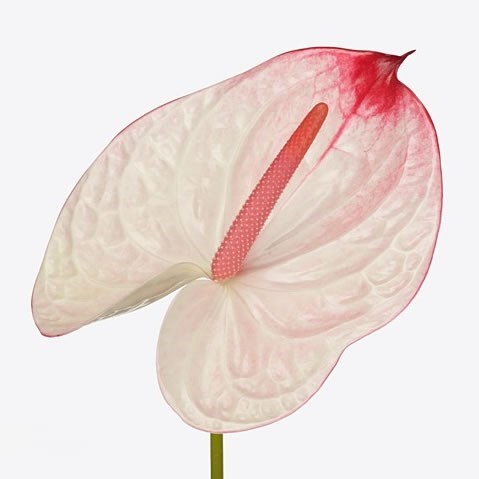 ANTHURIUM LYBRA x 10