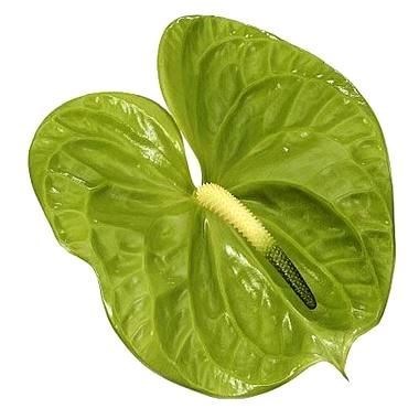 ANTHURIUM MIDORI x 12