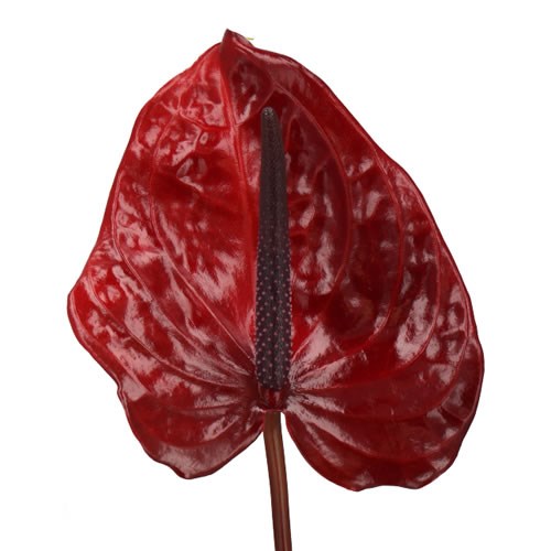 ANTHURIUM NERO x 10