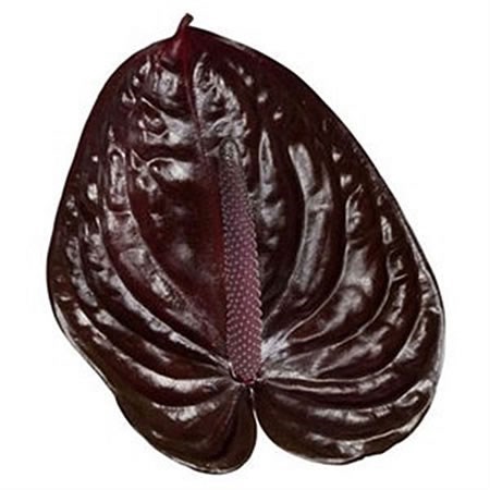 ANTHURIUM NERO x 20