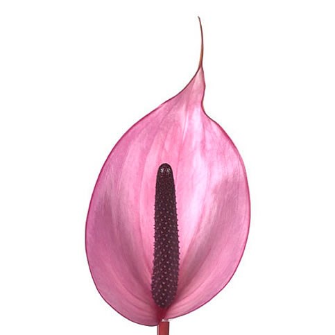 ANTHURIUM NEXIA x 16