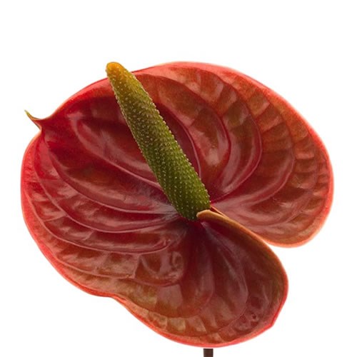 ANTHURIUM NIGHTINGALE x 12