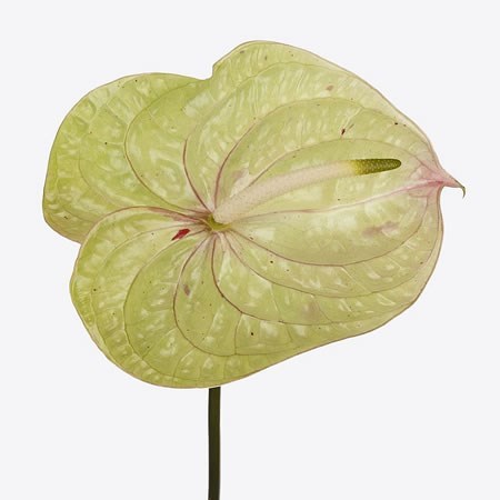 ANTHURIUM PANIC x 12
