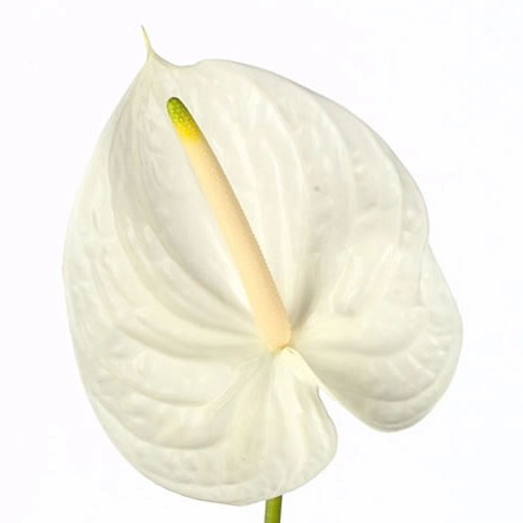 ANTHURIUM PRESENCE x 12