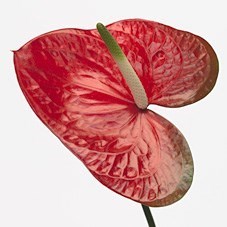 ANTHURIUM RED AMOR x 10