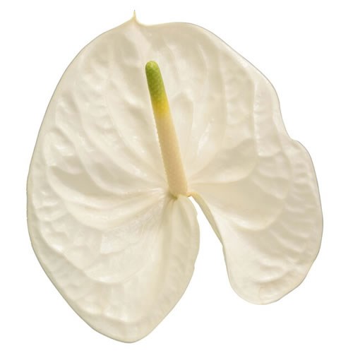 ANTHURIUM REINA x 10