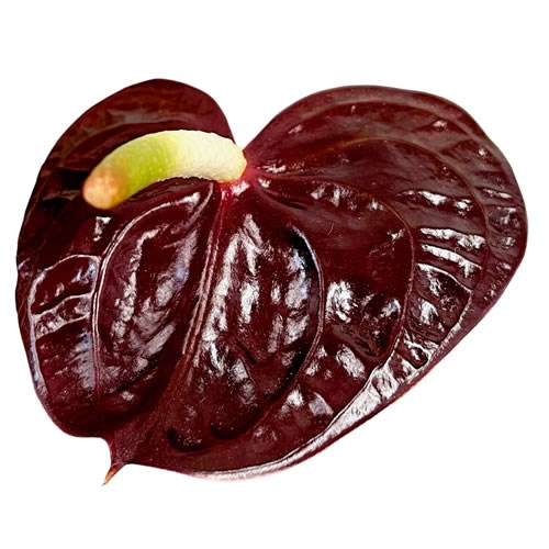 ANTHURIUM SEMPRE x 20