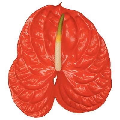 ANTHURIUM SUN EYE x 16