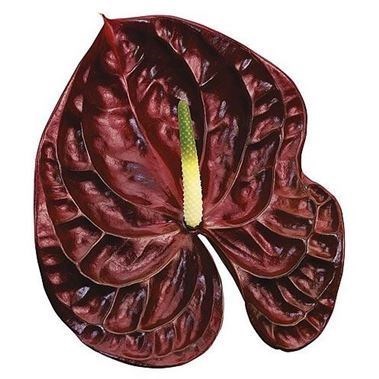 ANTHURIUM TROPIC NIGHT x 16