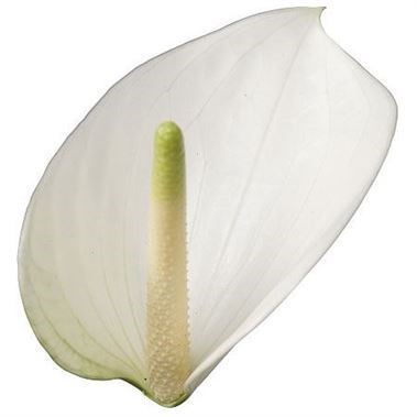 ANTHURIUM WHISPER x 16