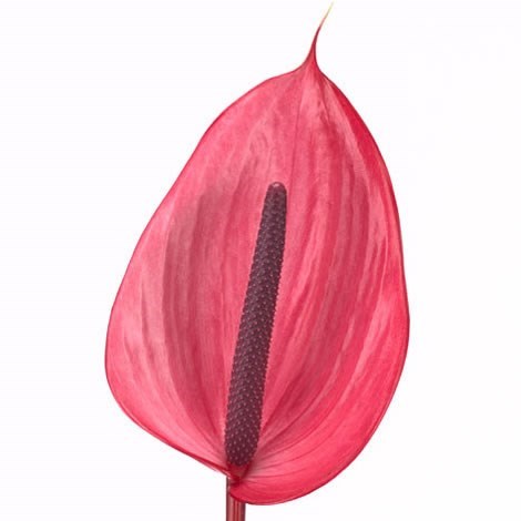 ANTHURIUM XAVIA x 12