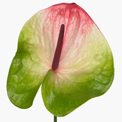 ANTHURIUM ZAFIRA x 12