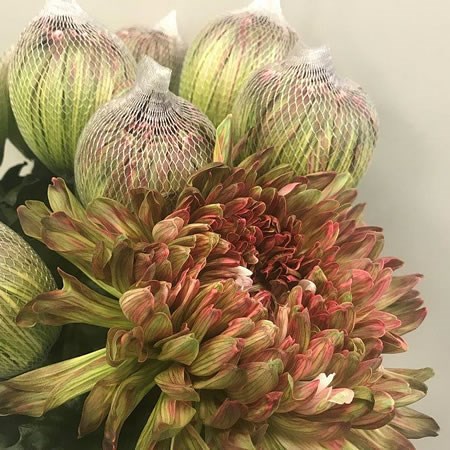 ANTONOV DYED HORTENSIA
