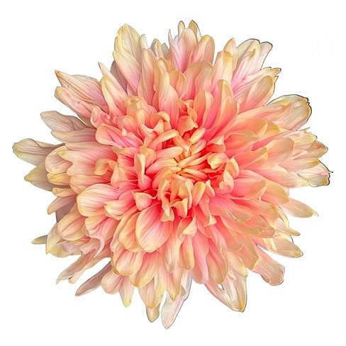 ANTONOV DYED PASTEL APRICOT