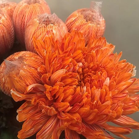 ANTONOV DYED ROMA