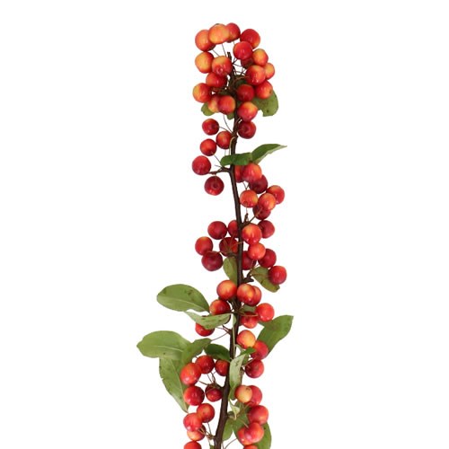 APPLE MALUS GORGEOUS