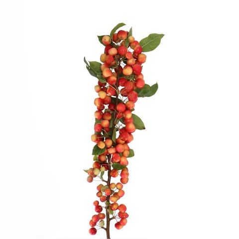 APPLE MALUS RED SENTINEL
