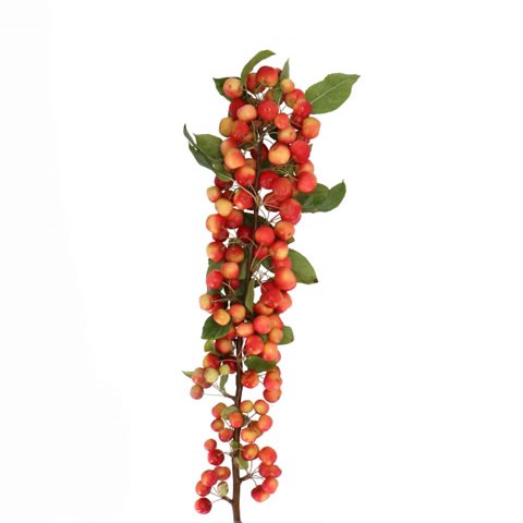APPLE MALUS RED SENTINEL