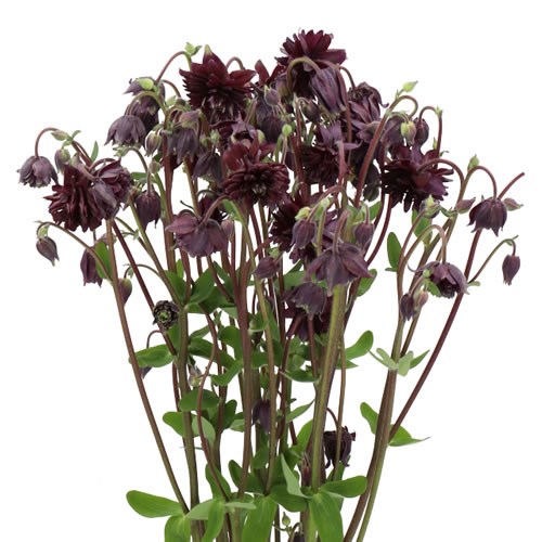 AQUILEGIA BLACK BARLOW