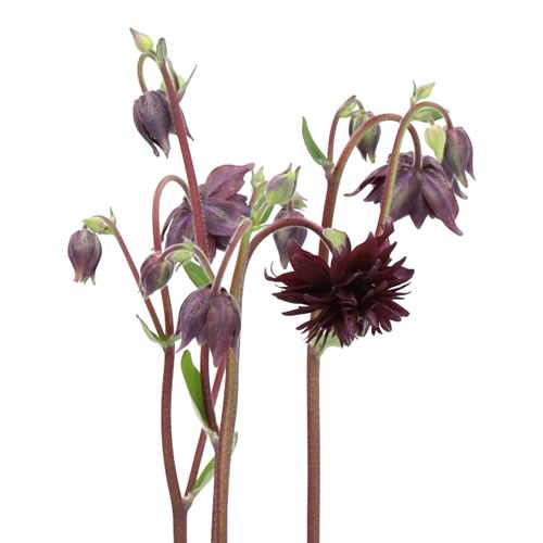 AQUILEGIA BLACK BARLOW