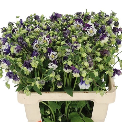 AQUILEGIA BLUE CLOUD