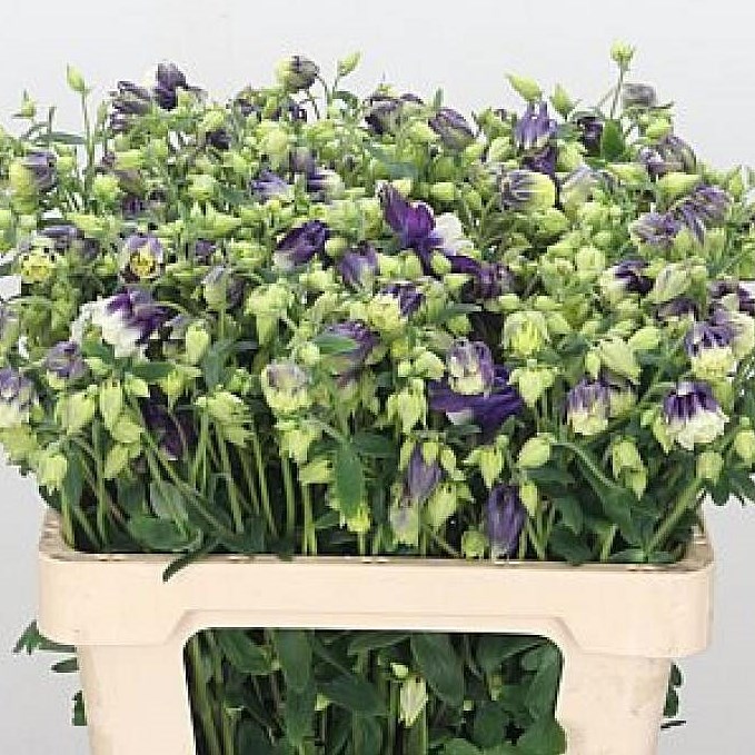 AQUILEGIA DOUBLE BLUE