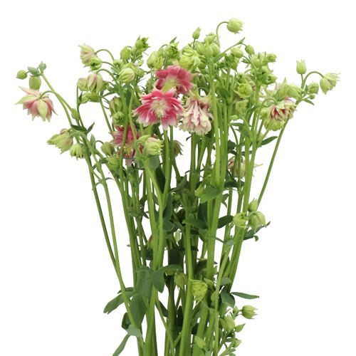 AQUILEGIA NORA BARLOW