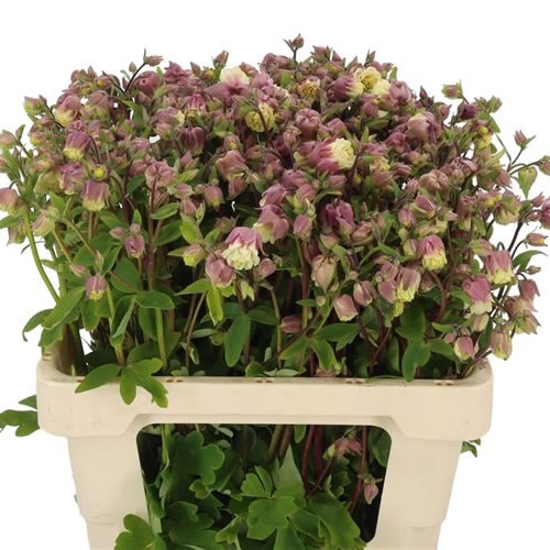 AQUILEGIA PINK CLOUD