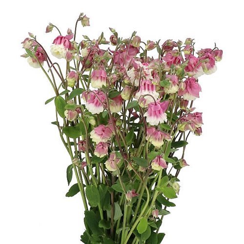 AQUILEGIA PINK PETTICOAT