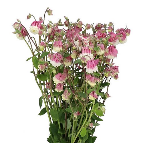 AQUILEGIA PINK PETTICOAT