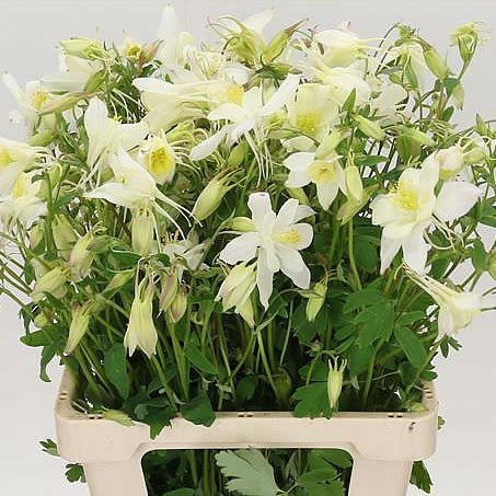 AQUILEGIA WENDY WHITE