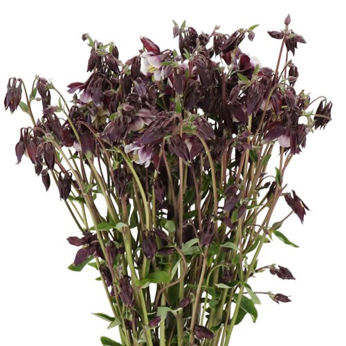 AQUILEGIA WILLIAM GUINESS