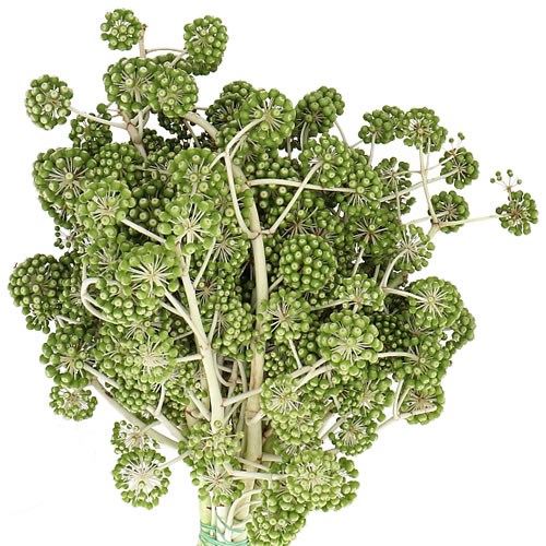 ARALIA IN BERRY