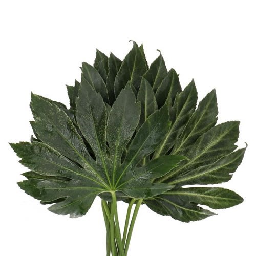 ARALIA SPIDER