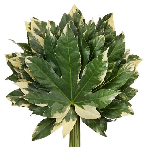 ARALIA VARIEGATED