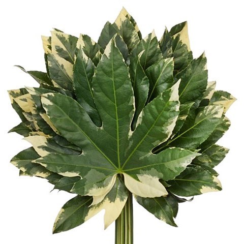 ARALIA VARIEGATED